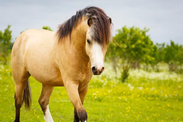 Animal on nature — Stock Photo, Image