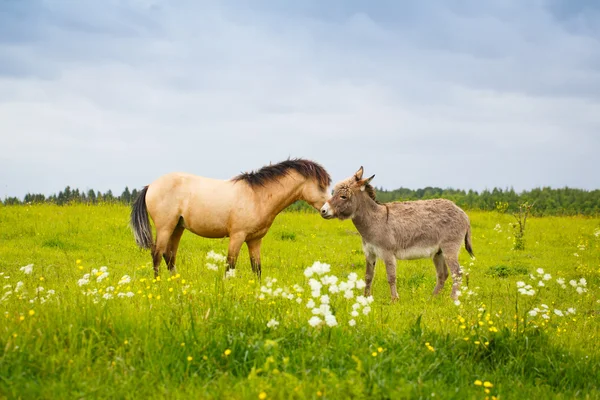 Animali sulla natura — Foto Stock