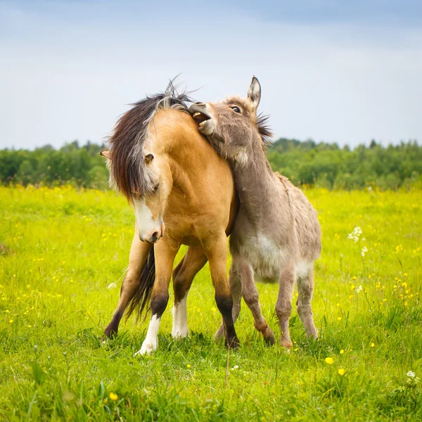 Animal on nature — Stock Photo, Image