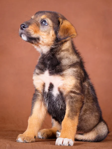 Piccolo cane animale — Foto Stock