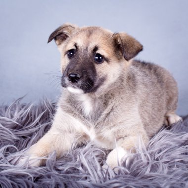 Küçük hayvan köpek