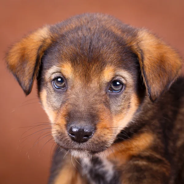 Małe zwierzęta pies — Zdjęcie stockowe