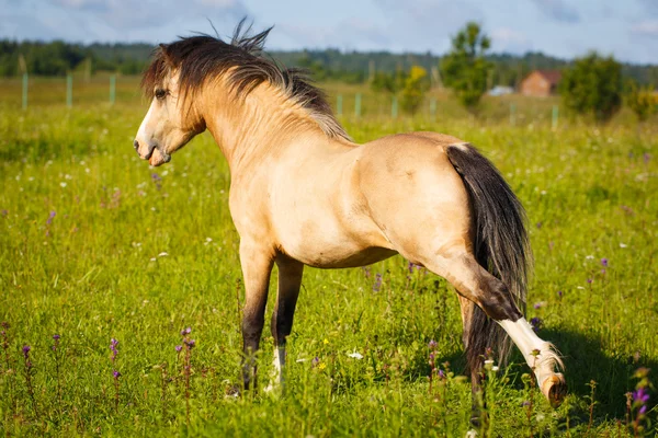 Djur häst i naturen — Stockfoto