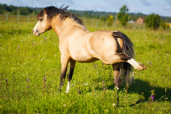 Cavalo animal na natureza — Fotografia de Stock