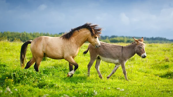 Dierlijke paard in de natuur — Stockfoto