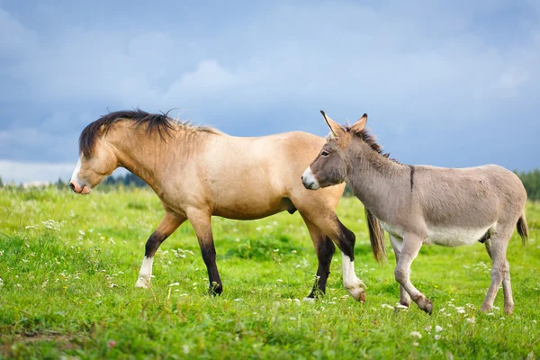 Djur häst i naturen — Stockfoto