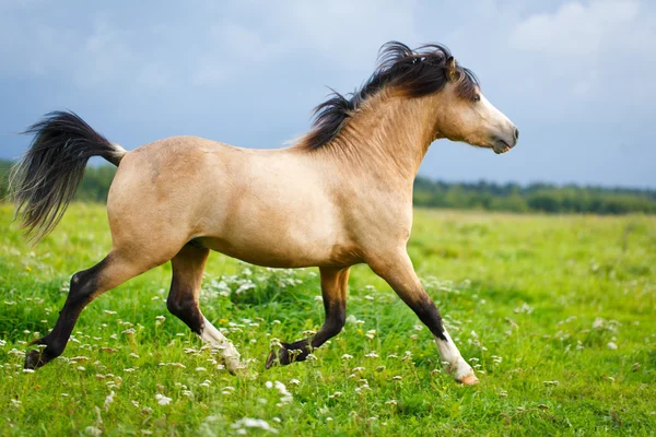 Djur häst i naturen — Stockfoto