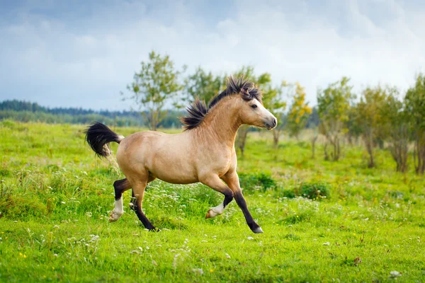Животных лошадей в природе Стоковое Фото