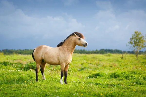 Животных лошадей в природе Лицензионные Стоковые Фото