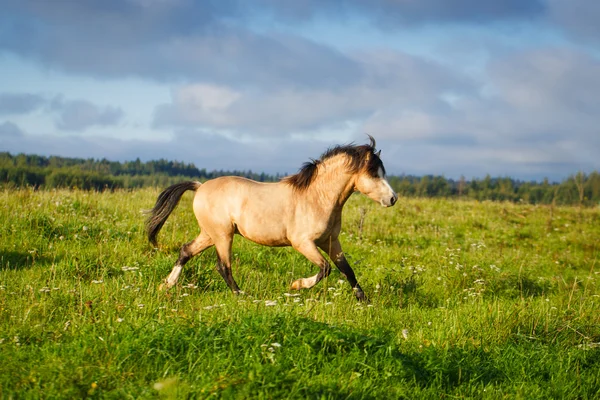 自然の中の動物の馬 — ストック写真