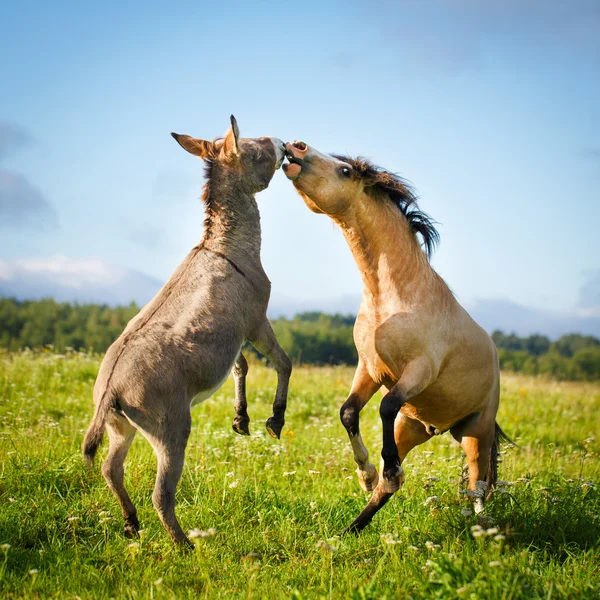 Caballo animal en la naturaleza — Foto de Stock