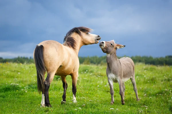Dierlijke paard in de natuur — Stockfoto