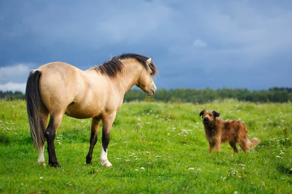 Zwierzęta Koń w przyrodzie — Zdjęcie stockowe