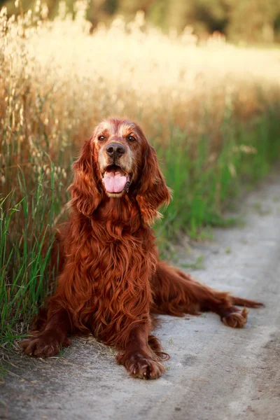 Kırmızı köpek alan içinde — Stok fotoğraf