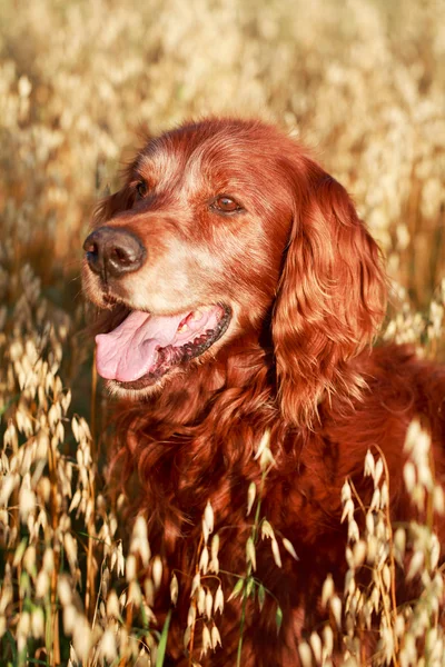 Red dog in field — Stock Photo, Image