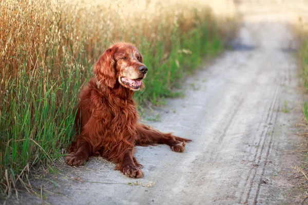 Red dog in field — Stock Photo, Image