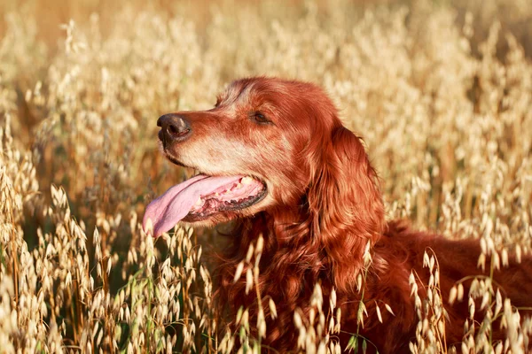 Cão vermelho no campo — Fotografia de Stock
