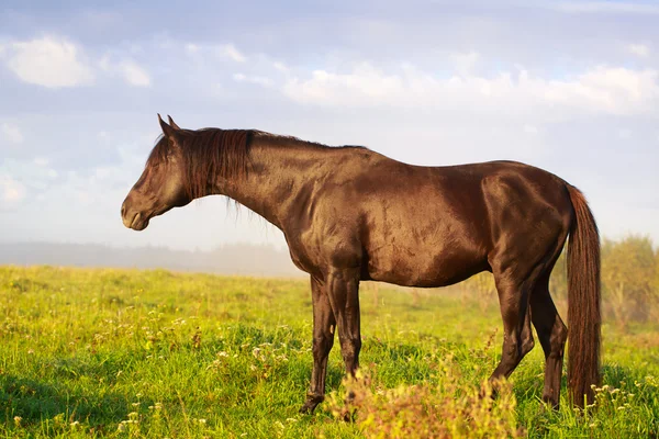 Djur häst på naturen — Stockfoto