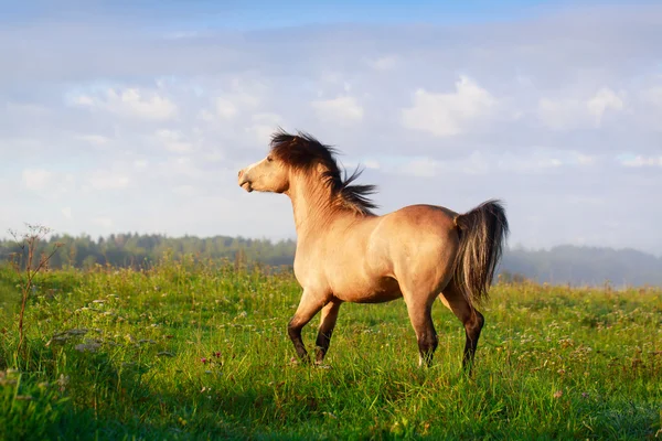 Djur häst på naturen — Stockfoto