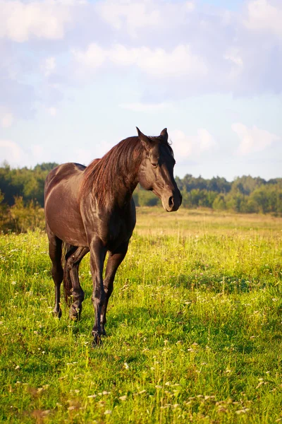 Tierisches Pferd in der Natur — Stockfoto