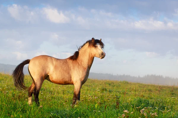 Animal horse on nature — Stock Photo, Image