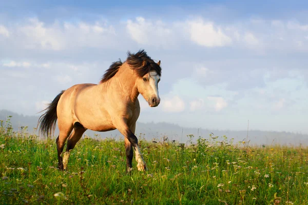 Животное лошадь на природе — стоковое фото