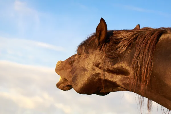 Cheval animal sur la nature — Photo