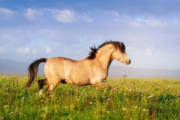 Животное лошадь на природе Стоковое Фото