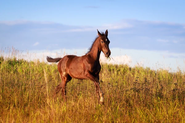 Pferd — Stockfoto