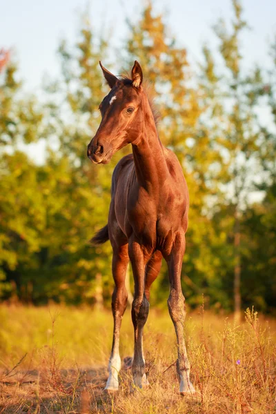 Pferd — Stockfoto