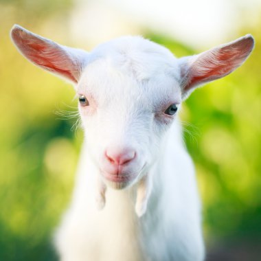 goatling yavru