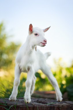 goatling yavru