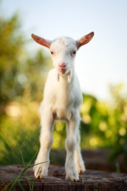 goatling yavru