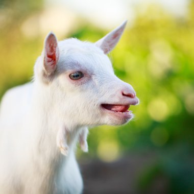 goatling yavru