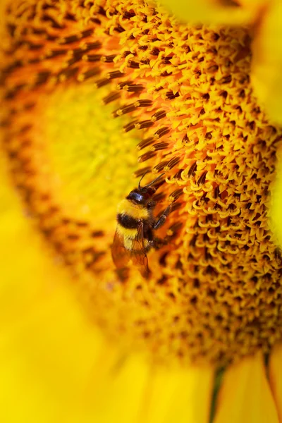 Flor amarilla — Foto de Stock