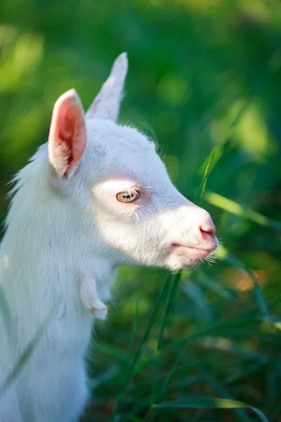 Goatling pup — Stockfoto