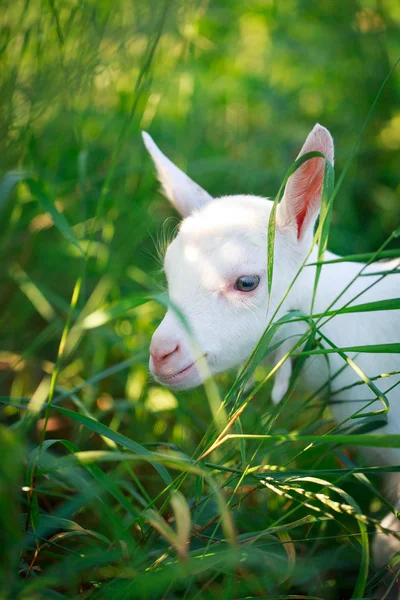 Goatling pup — Stockfoto