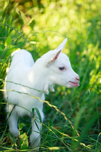 Goatling pup — Stockfoto