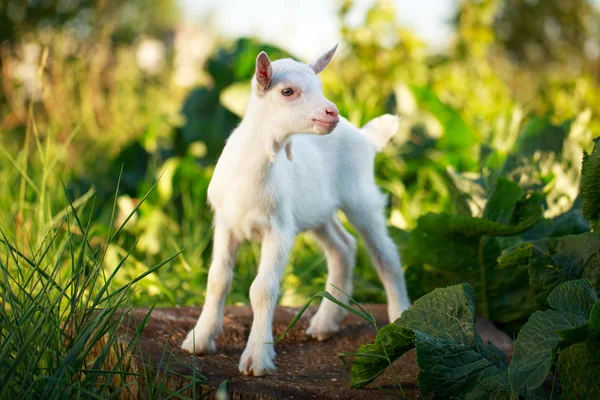 Goatling pup — Stockfoto