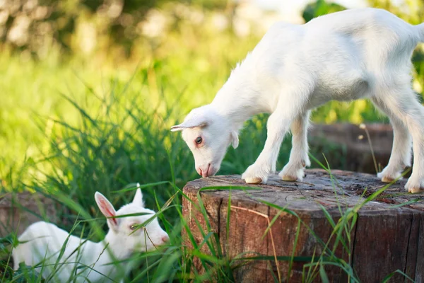 Goatling pup — Stockfoto