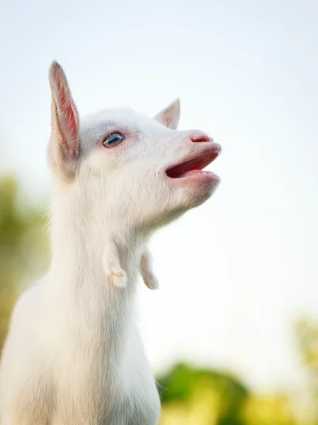 Goatling pup — Stockfoto