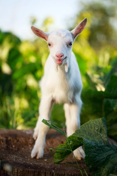 Goatling pup — Stockfoto