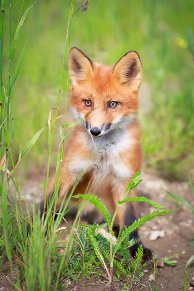 Red fox — Stock Photo, Image