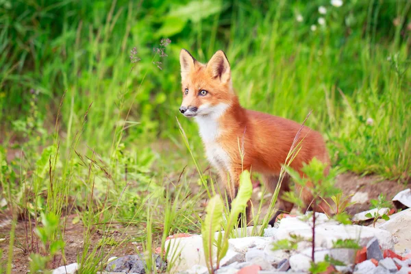 Red fox — Stock Photo, Image