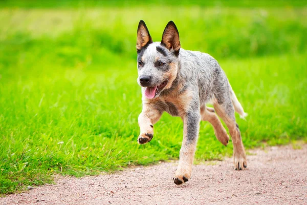 Animali — Foto Stock