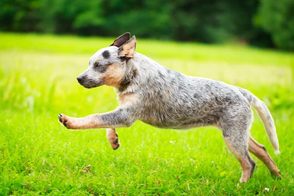 Animal — Stock Photo, Image