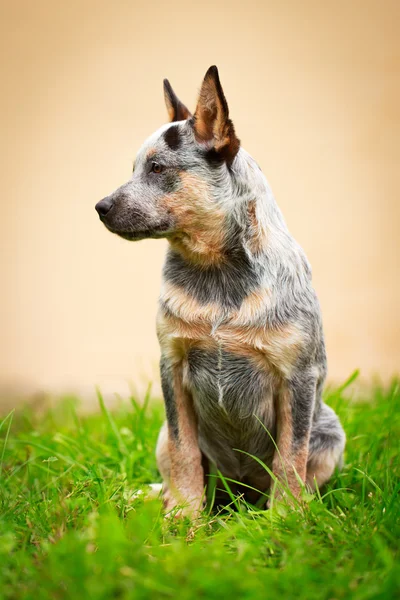 Animais — Fotografia de Stock