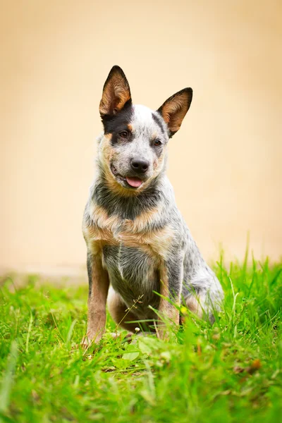 Dierlijk — Stockfoto