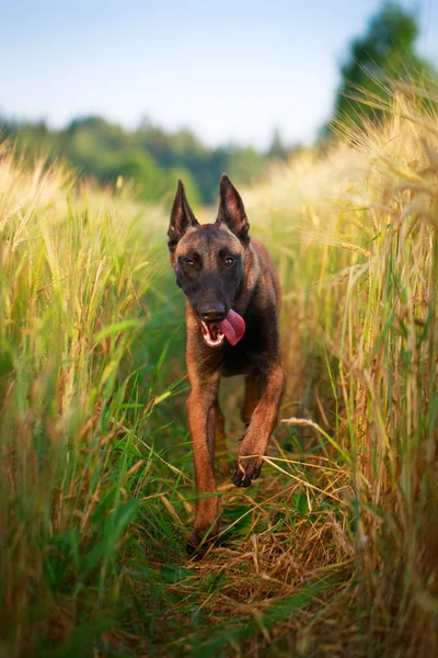 Animal — Stock Photo, Image