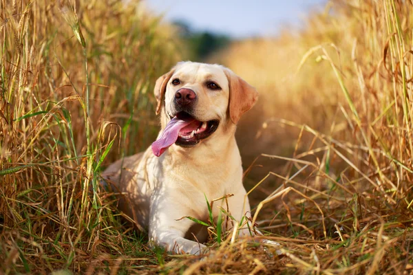 Animali — Foto Stock